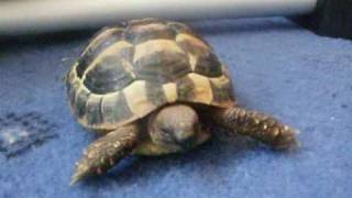 'Godric' the Tortoise and Harry Potter News