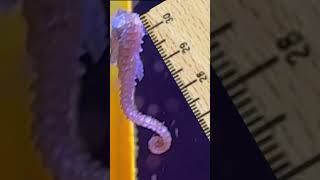 Dwarf Seahorses are TINY!