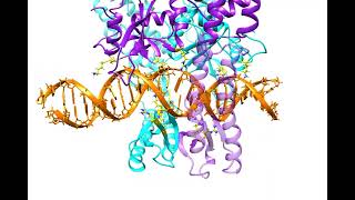 Molecular dynamics of mismatch detection—How MutS uses indirect readout to find errors in DNA