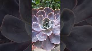 echeveria belen