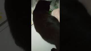 😺😺😺🕒Котенок говорит МАМ.🤷