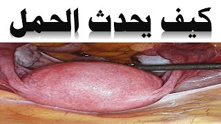 كيف يحدث الحمل ومتى نقول أن هناك تأخر حمل وما هي اسباب تاخر الحمل دكتور يوسف عيد DR YUSSIF EID