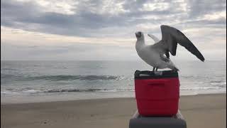 Nazca Booby Release