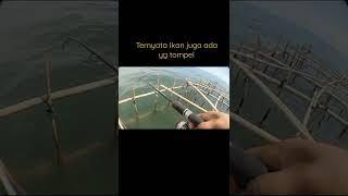 strike ikan kakap tompel/pelong