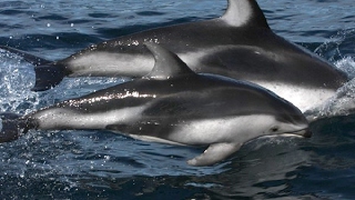 BROTHERS IN THE SEA