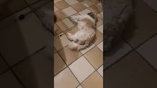 Shih tzu L.A No Respect #shihtzu #animals  #viralreels #dog #animals #puppy