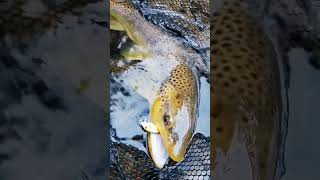 Spinning trota torrente, CHE SPETTACOLO! 😍🔝 #shorts #youtube #youtubeshorts #viral #fishing #trout