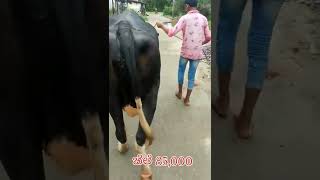 ರಾಮನಗರದಲ್ಲಿ ಹಸು ಮಾರಾಟಕ್ಕೆ. 10/09/2022. #Cownews Cow for sale in Ramanagar. #Cows #ಕೃಷಿಸಮಾಚಾರ