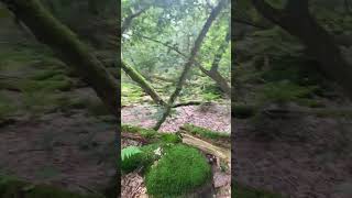 Stormbos in Exloo Drenthe /Hutan yg kena Angin kencang #belanda #sunda #storm #natuur