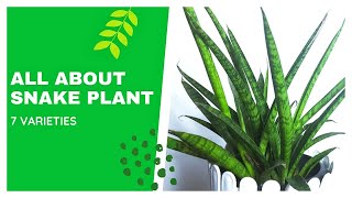 Snake Plant Varieties | Care | Tips | Indoor Plants for Beginners