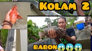 Review Kolam 2 Ternyata Banyak Babon-babon 😱😱Super