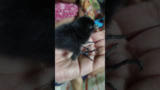 White-breasted waterhen Chick #youtubeshorts #shortsfeed #magic #bengoli #birdslover