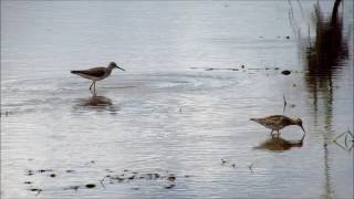 Lesser Yellowlegs & Pectoral Sandpiper - Tringa flaviper & Calidris melanotos. Uruguay Nov 2015