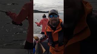 3 Halibut in 30 Seconds! #shorts #halibut #alaska