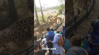 Giraffes feeding