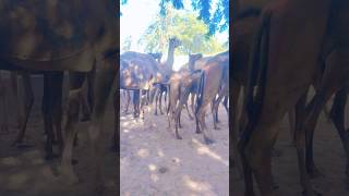 #movement #camel #animals #comedy #wildlife #entertainment #shorts