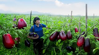 How to Harvest Eggplant, goes To Market Sell - Harvesting and Cooking |Tieu Vy Daily Life