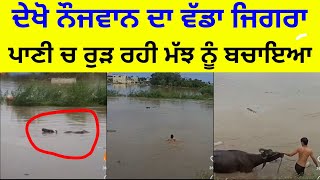 ਪਾਣੀ ਚ ਰੁੜ ਰਹੀ ਮੱਝ ਨੂੰ ਬਚਾਇਆ ਨੌਜਵਾਨ ਨੇ । punjab news today । punjab weather