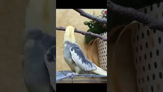 Fanny Cockatiel shorts. Male Cockatiel sound. Cockatiel mating call. Angry Cockatiel bird.