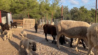 KANGAL YAVRULARIMIZ GELDİ YENİ DAMIZLIK ERKEK OĞLAK ALDIM