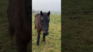 Saying hello to my lovely neighbours #horses