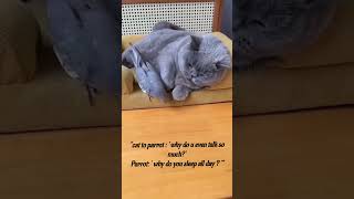 Funny cat and parrot 😂🦜😹 #viralvideos #cat #youtubeshorts #funny #laugh #animals #trending #suscribe