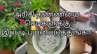 How To Use Rice Water In plants /அரிசி தண்ணீயை செடிகளுக்கு இப்படி பயன்படுத்துங்கா