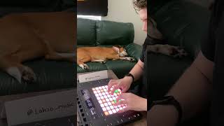 Puppy Sleeps Soundly While Musician Plays Piano | New Video