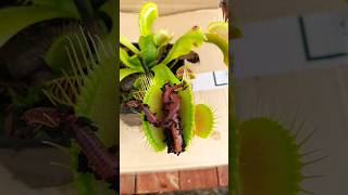 Venus Flytrap chews on a worm