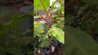 Rare Red banana tree #redbanana #banana #giantbanana