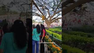 Lalbagh Biggest Park of Bengaluru / Glass House Flower Show #shorts #shortsfeed #lalbaghflowershow