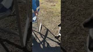 Feeding a Wallaby and baby