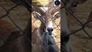 Urial |breeding farm | nature | growth,      #deer #saving-nature #mianwaliaseel #drums #incredible