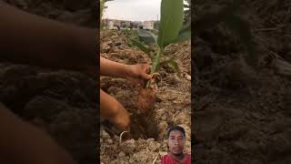 Cara mudah menanam bibit pisang #shorts #farming #agriculture