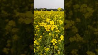 সরষে ফুল  #shorts #reels #shortfeed #flowers #shortvideo #youtubeshorts #viral