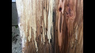 Woodmaster planer video: Spalted Sycamore Slabs