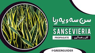 گل سانسوریا - تکثیر و قلمه گیری گل و گیاهان آپارتمانی