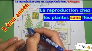 la reproduction sexuée chez les plantes sans fleurs 🚫🚫2ème année collège svt 🔥🇲🇦الجزء 1