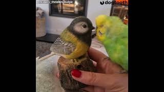 Womanising Budgie Flirts With Toy Bird He’s ‘Fallen in Love With' || Dogtooth Media