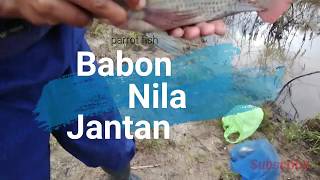 ikan nila mulai makan sore hari, lihat hasilnya dapat babon nila jantan