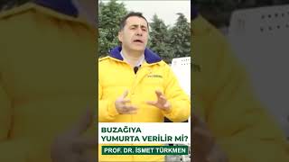 Buzağıya yumurta verilir mi? #shorts