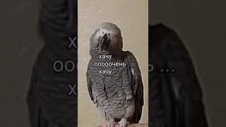 Говорящий жако😂 #shorts #приколы #жако #parrot #birds #memes #funny #animals #love #pets #cute