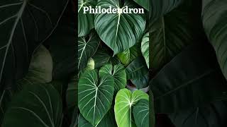 Philodendron,This beautiful plant is ranked as the deadliest plant in the world. #shorts