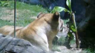 Passeio no zoológico