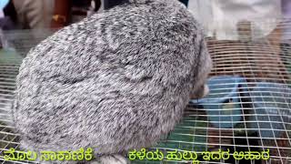 ಸಾಕಾಣಿಕೆಯ ಮೊಲಗಳು