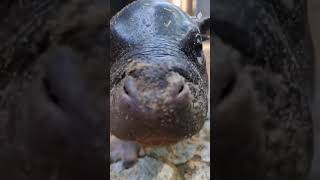 Moo Deng the baby hippo #shorts #ViralVideo #DailyShorts #Entertainment #FYP