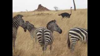 Ostrich and Zebra Tarangire