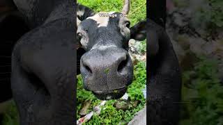 Village cow | like | Share | Subscribe