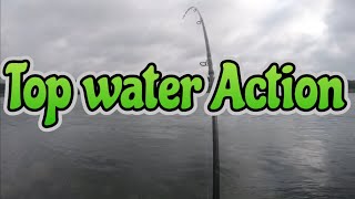 Top Water Action Preview Cape Cod canal