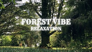 Relaxation Music And Nature 🌲Forest Vibe🌲 Meditation Music, Soothing Sleep Music, Stress Relief